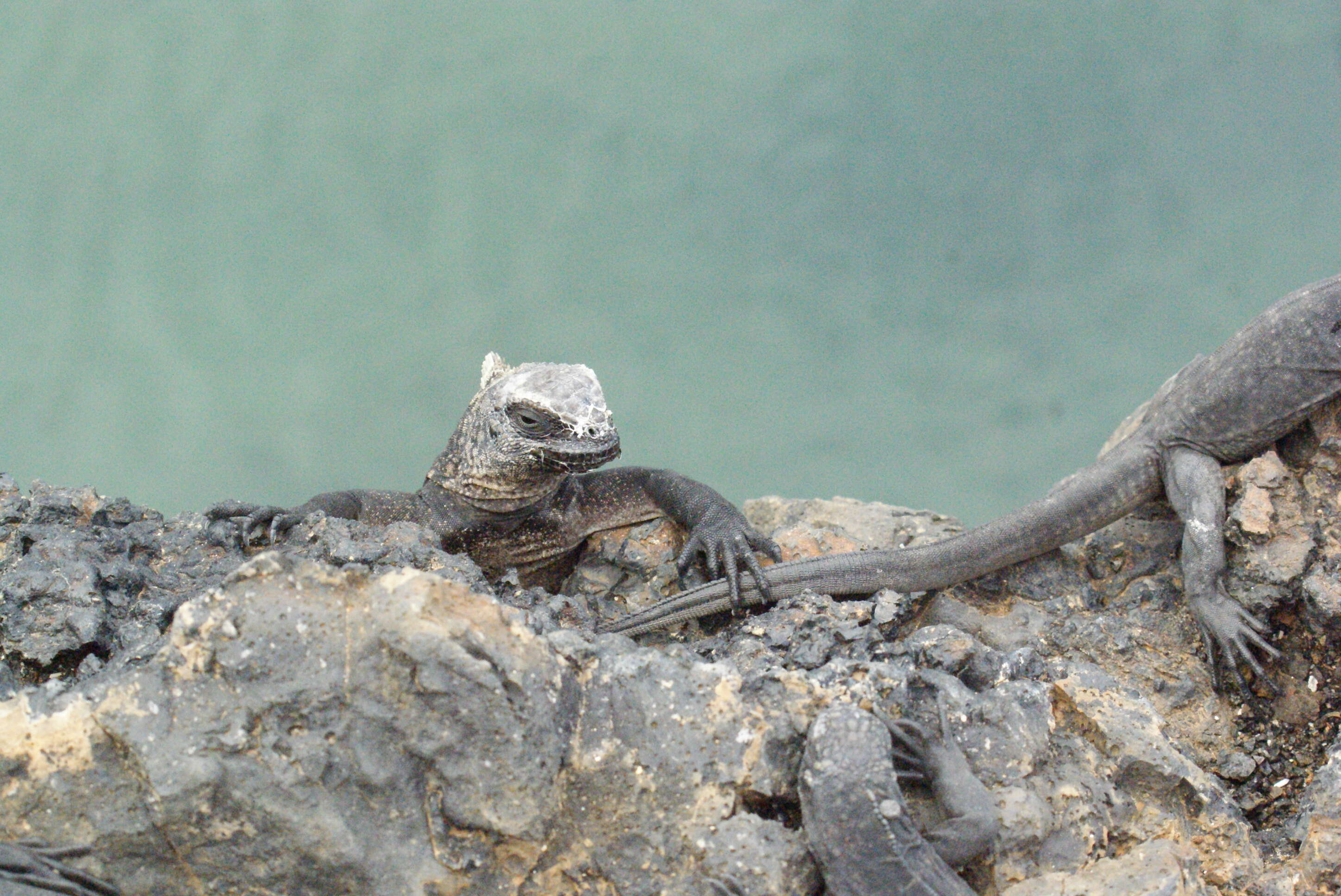 Image of marine iguana