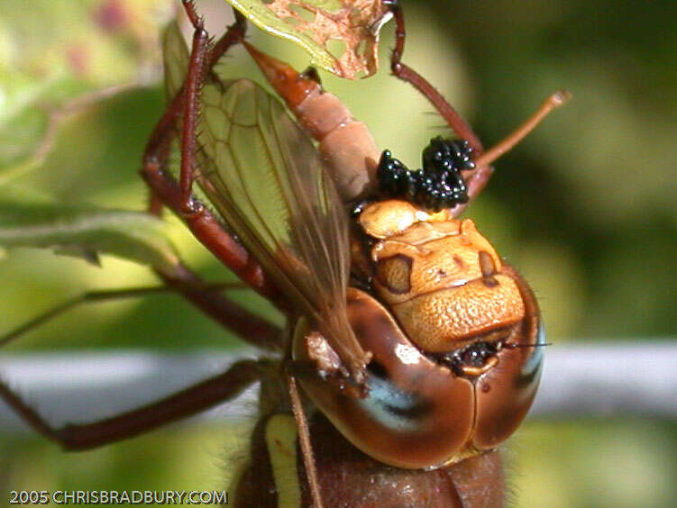 Image of hawker dragonfly