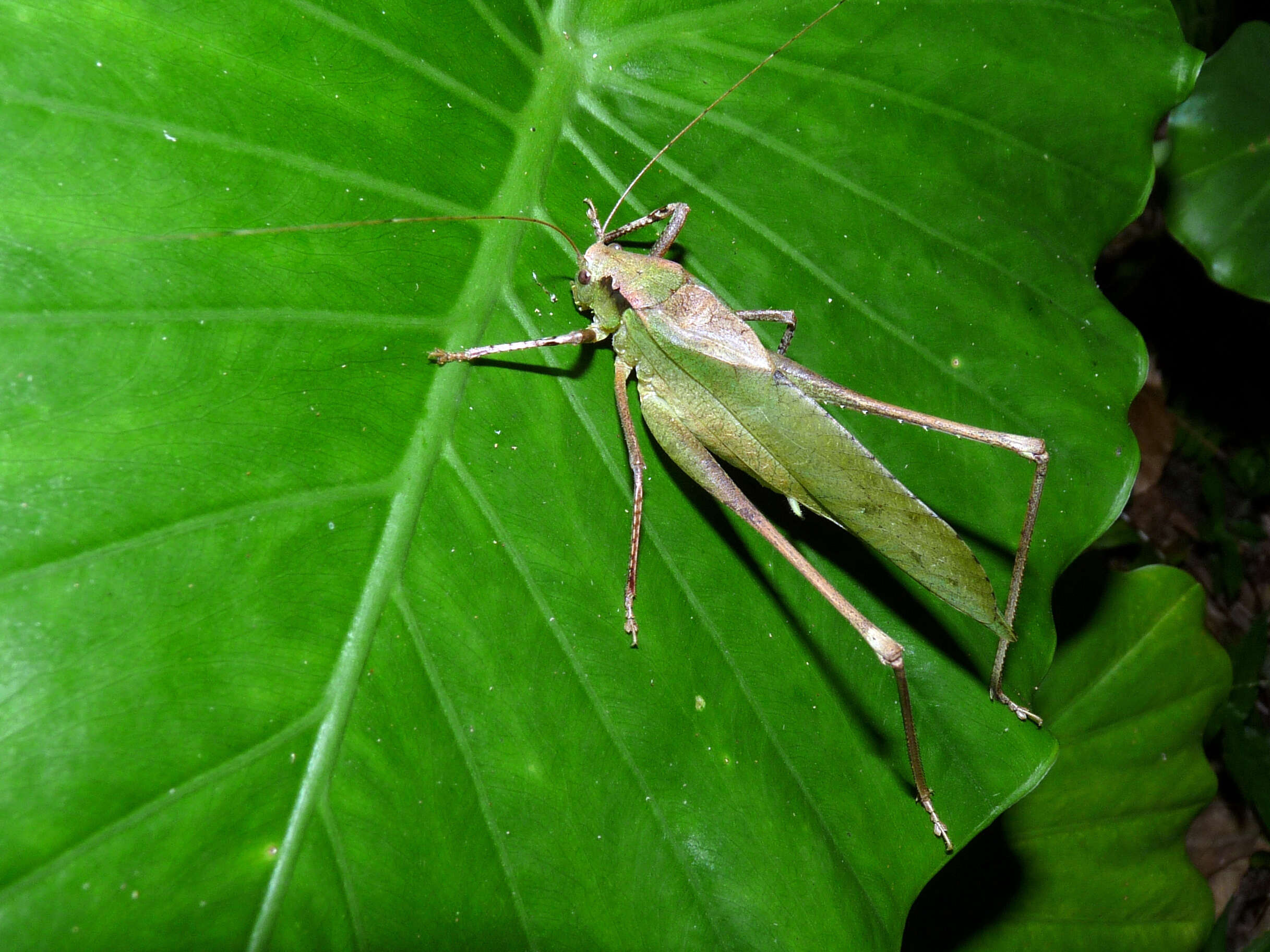 Image de Mecopoda elongata (Linnaeus 1758)