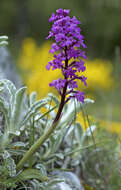 Image of Man Orchids