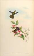 Image of Viridian Metaltail