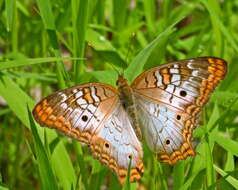 Image of White Peacock