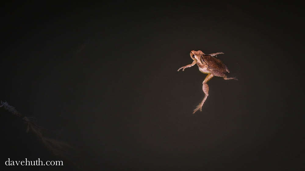 Image of Spring Peeper