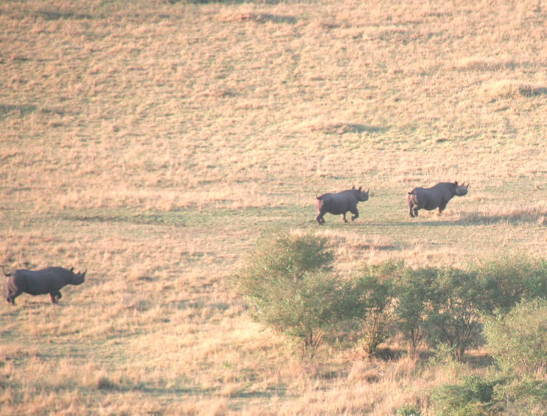 Image of Black Rhinoceros