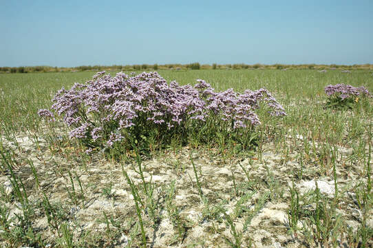 Image of Mediterranean sea lavender