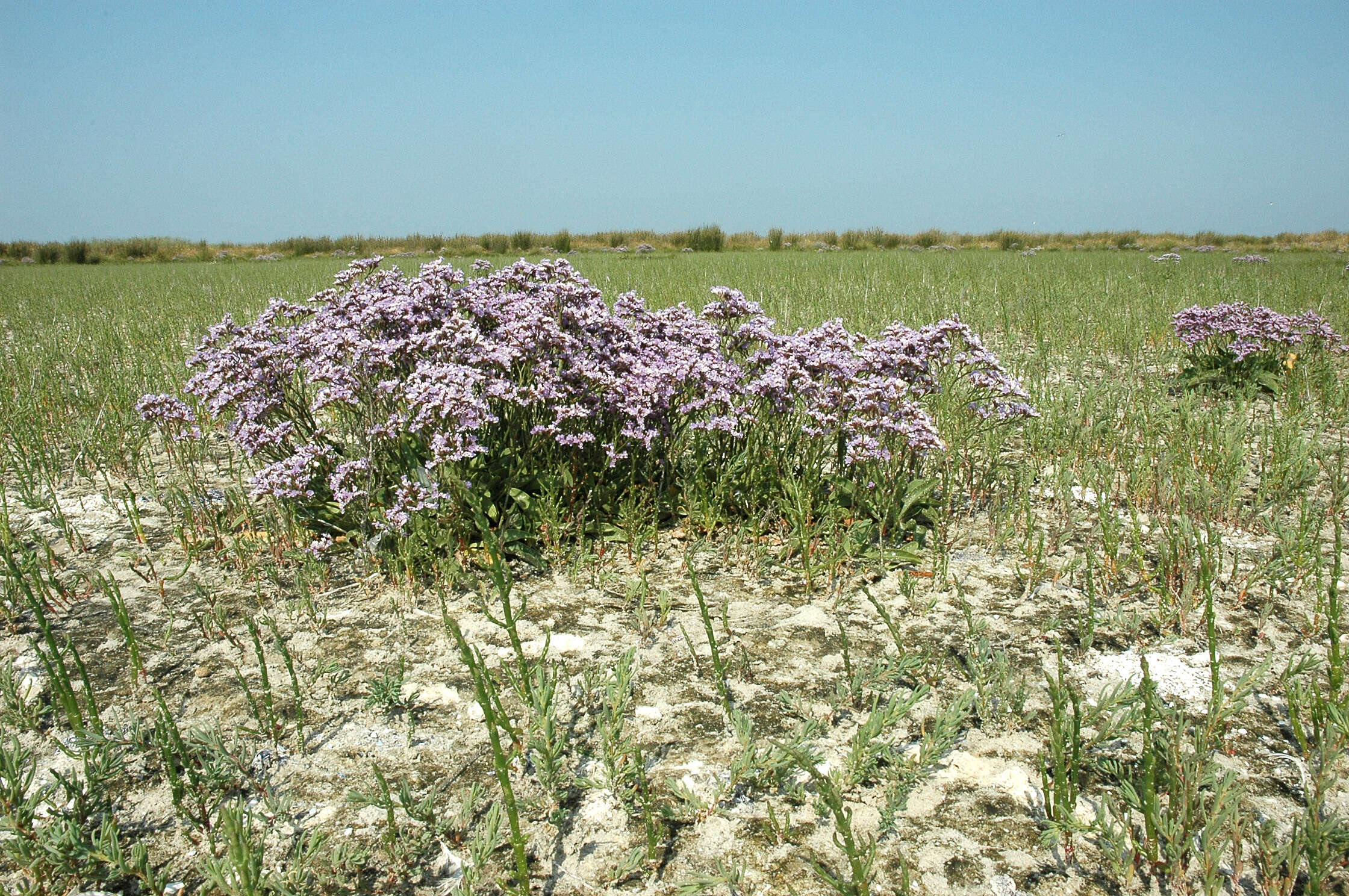 Image of Mediterranean sea lavender