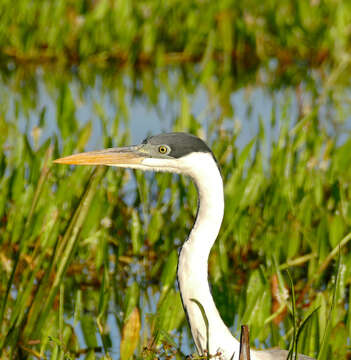 Image of Cocoi Heron