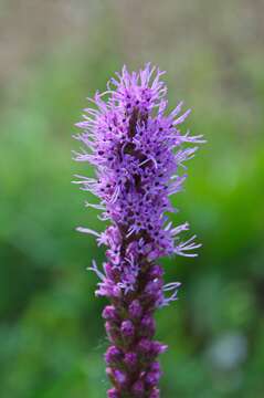 Слика од Liatris spicata (L.) Willd.