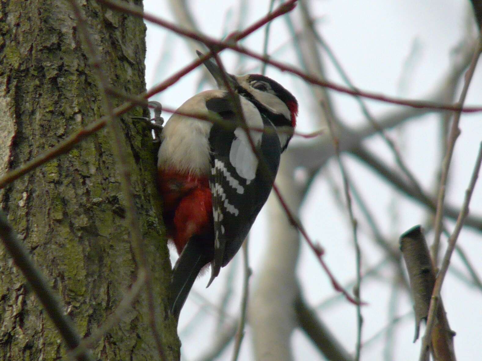 Image of Great Spotted Woodpecker