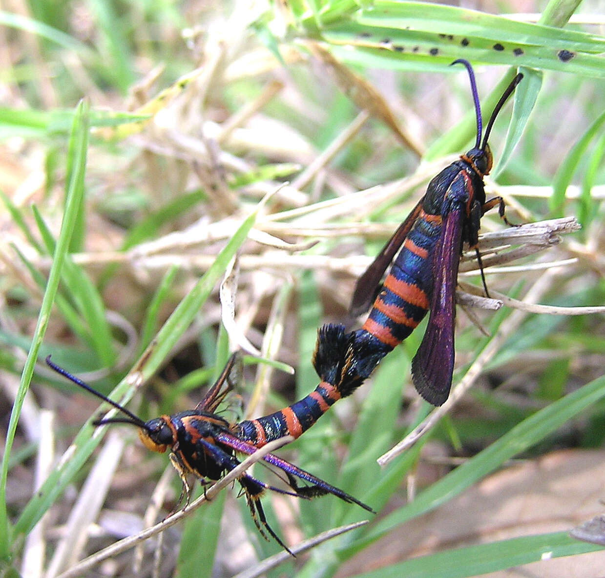 Image of Texana Clearwing Moth