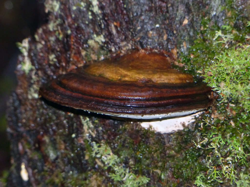 Image of Ganoderma