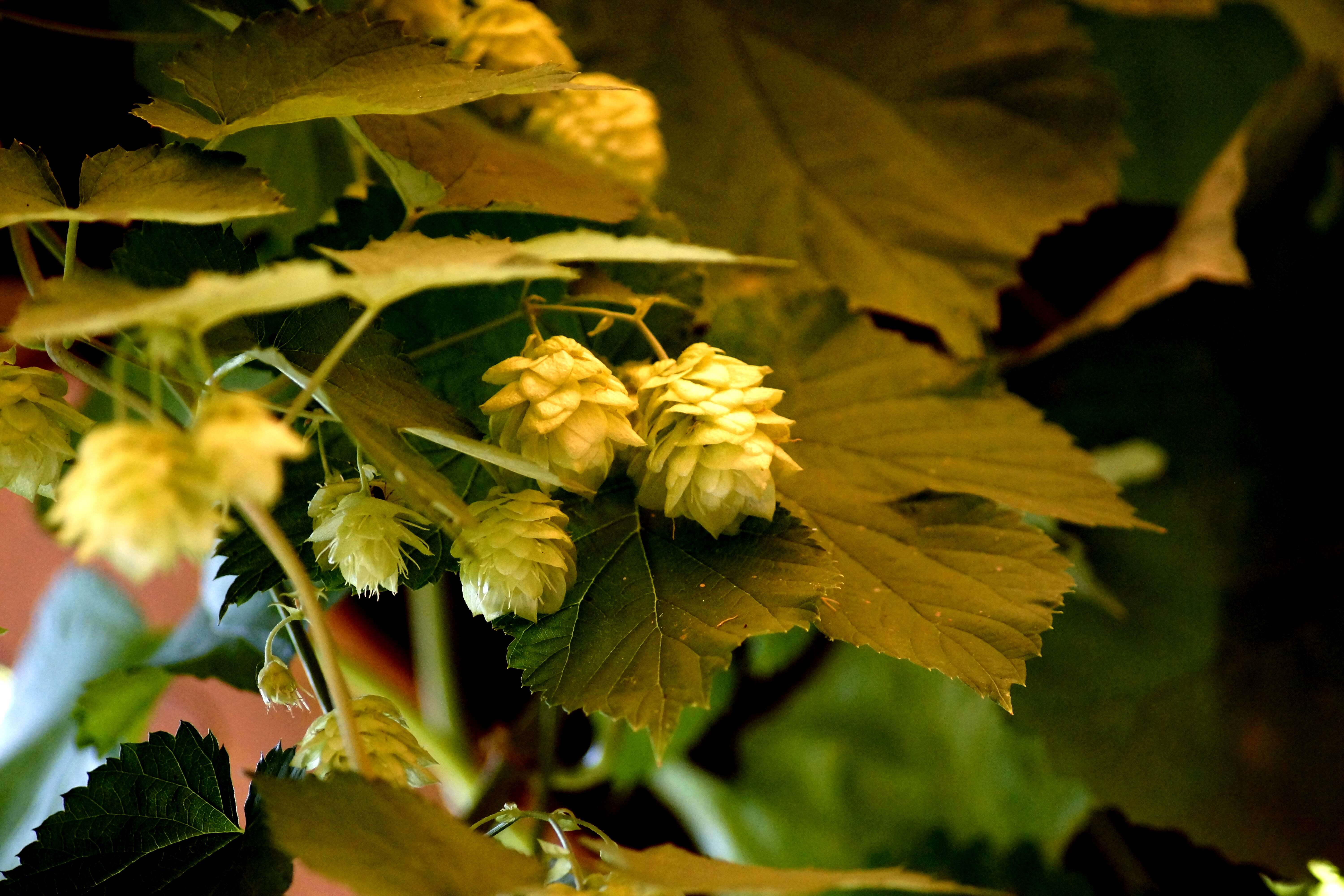 Image of common hop