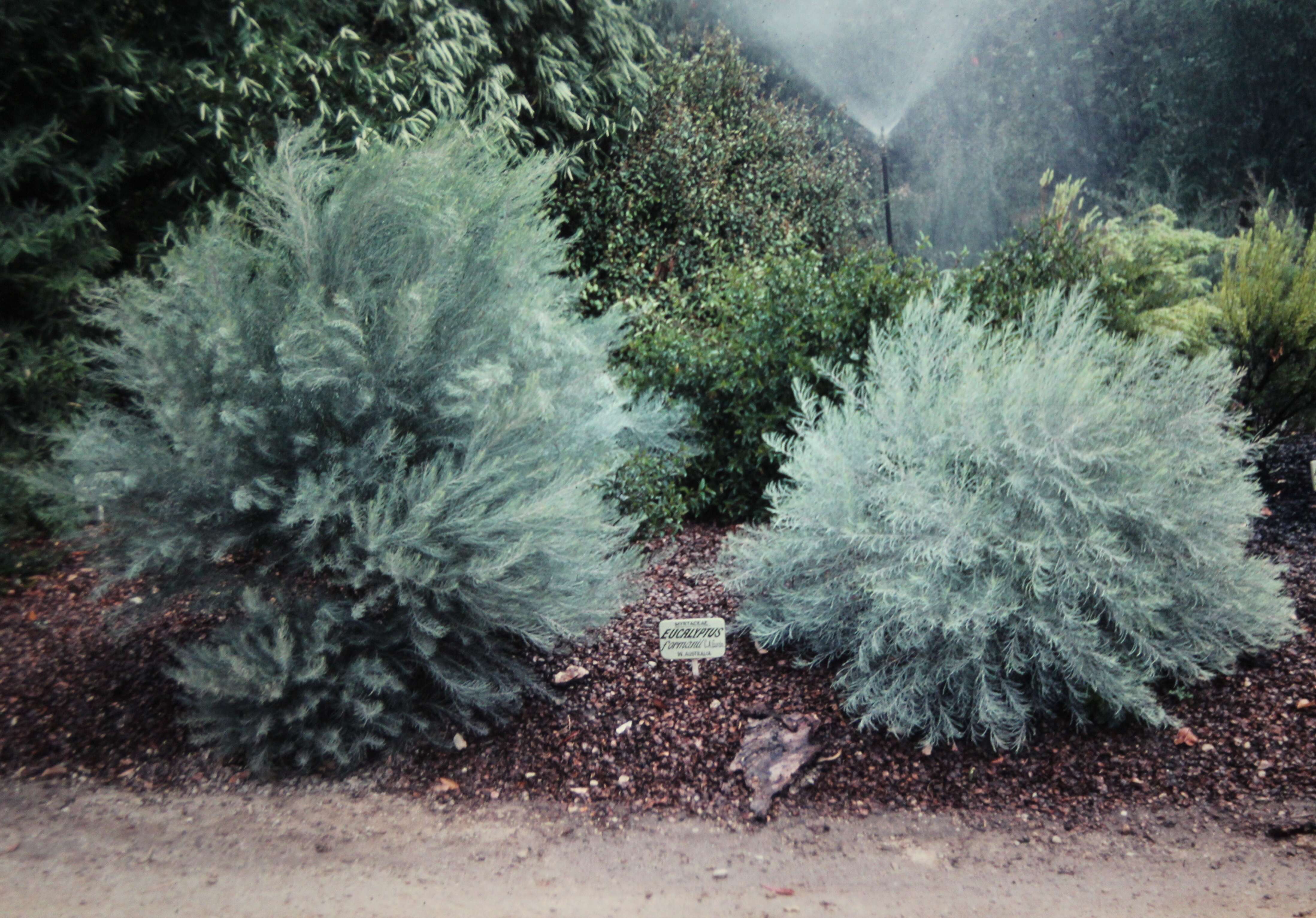 Image of Eucalyptus formanii C. A. Gardner