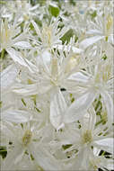 Image of fragrant clematis