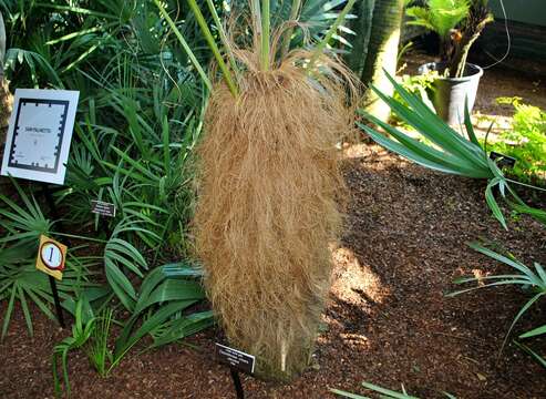 Image of Old man palm