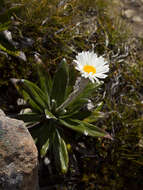 Image of Common Mountain daisy