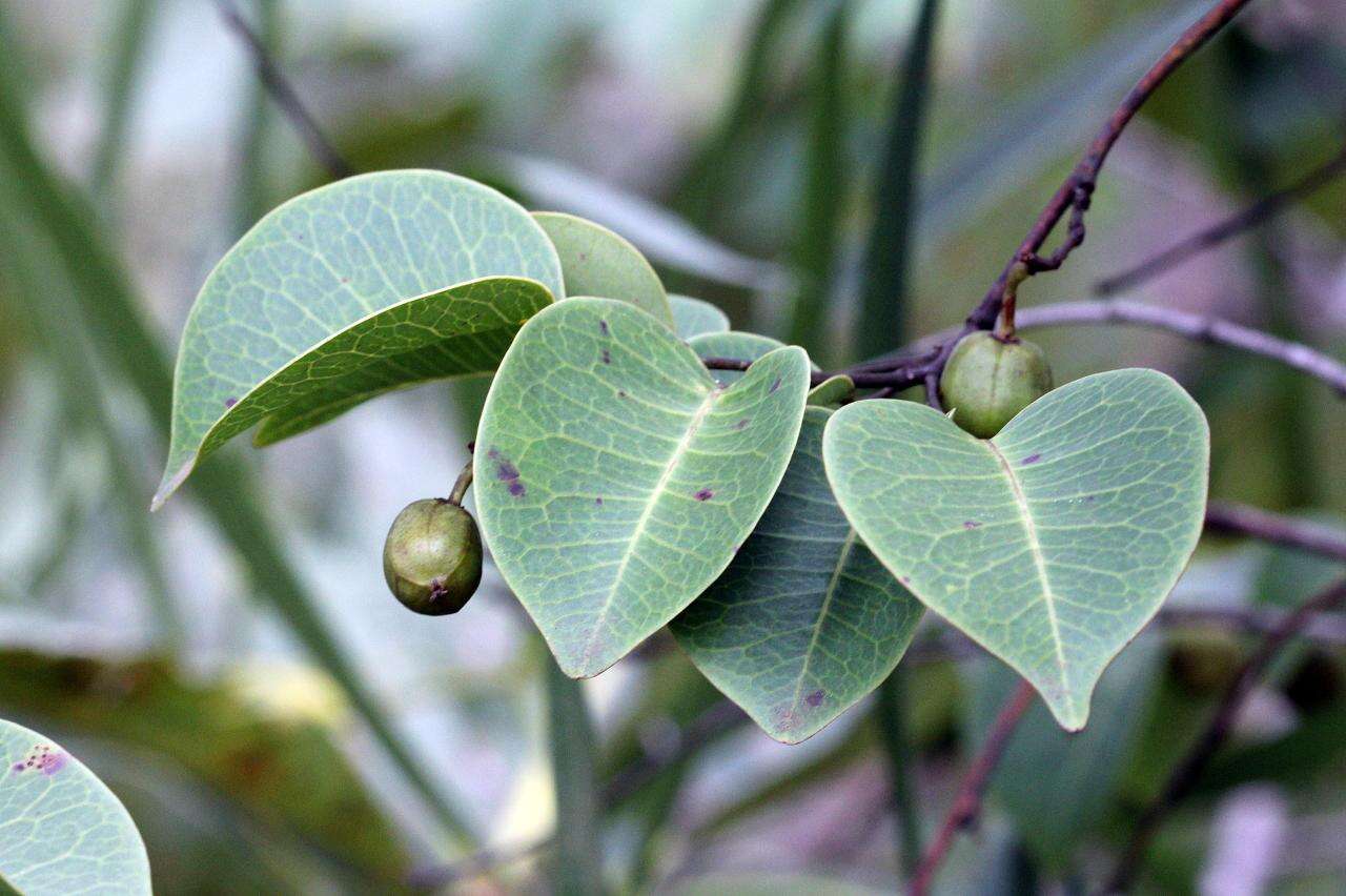 Maprounea guianensis Aubl.的圖片