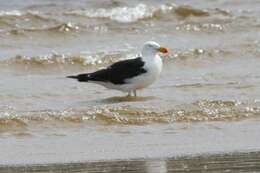 Image of Pacific Gull