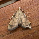 Image of Bean-leaf Webworm Moth