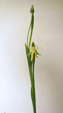 Image of Habenaria trifida Kunth