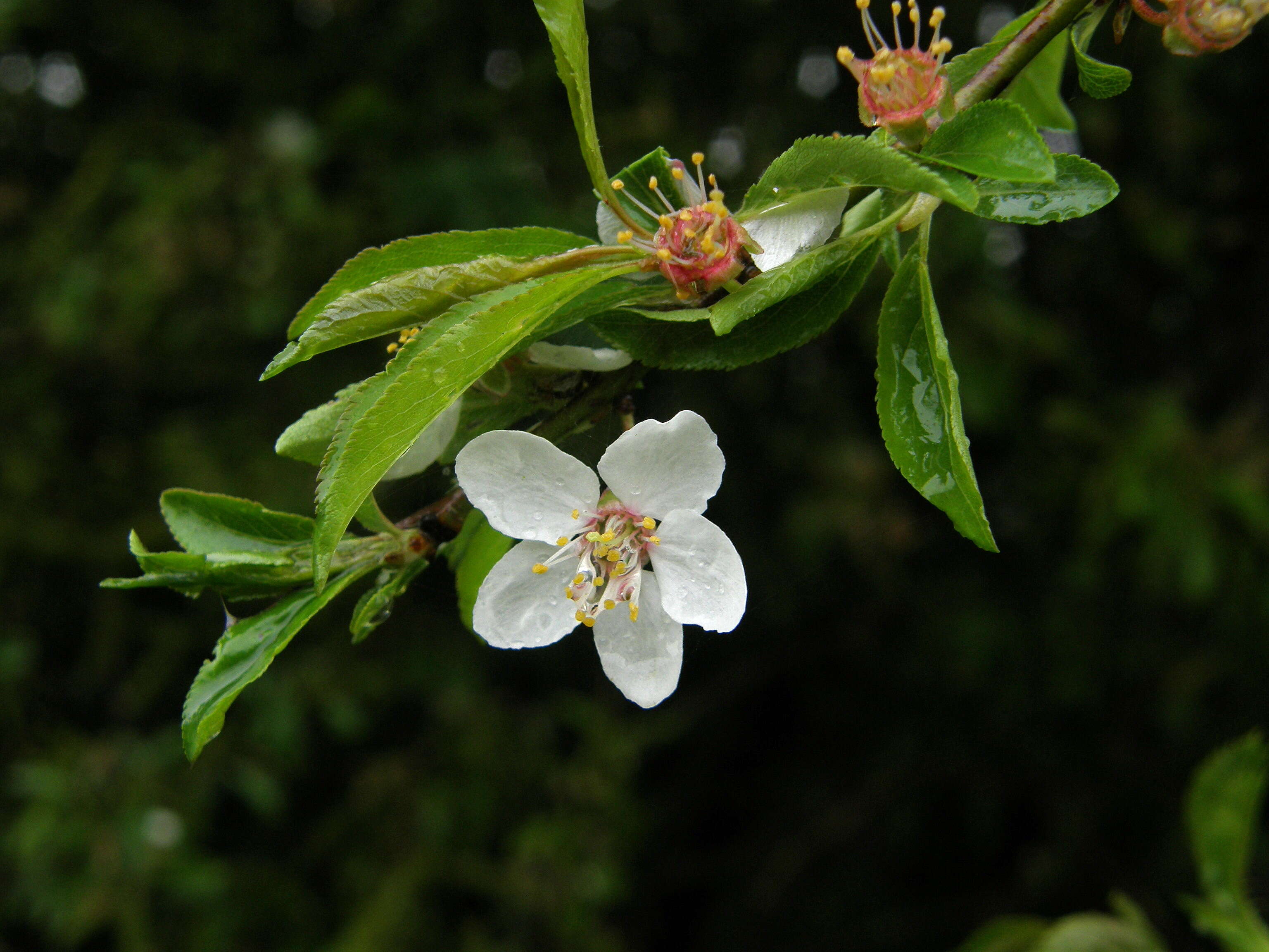 Image of Crab Apple