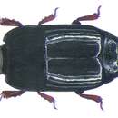 Platysoma (Platysoma) moluccanum Marseul 1864 resmi