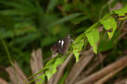 Image of Notocrypta waigensis Plötz 1882