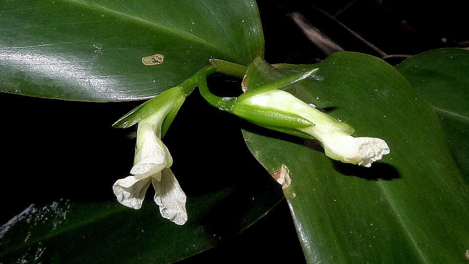 Image de Maranta subterranea J. M. A. Braga