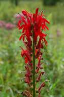 Image of lobelia