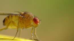 Imagem de Drosophila