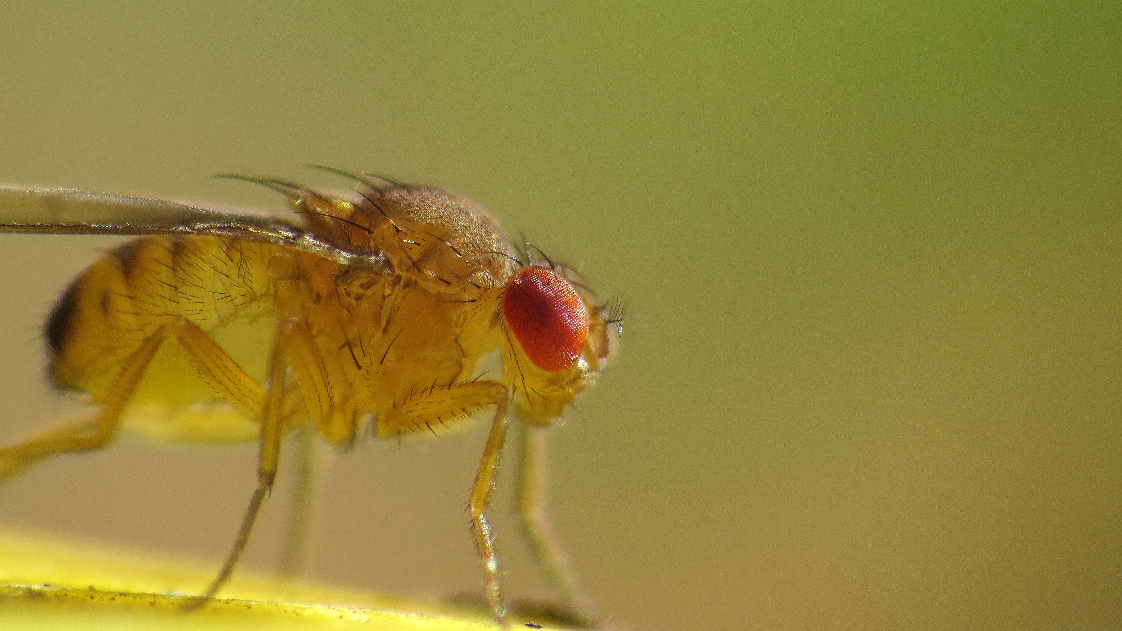 Imagem de Drosophila