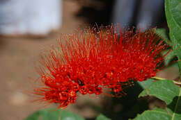 Image of Combretum rotundifolium Rich.