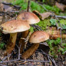 Image of Tricholoma fulvum (DC.) Bigeard & H. Guill. 1909