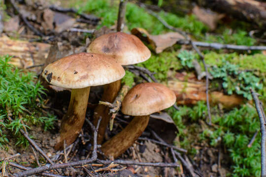 Image of Tricholoma