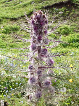 Image of Schmalhausenia