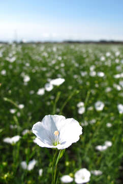 Image of common flax