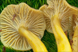 Image of Craterellus