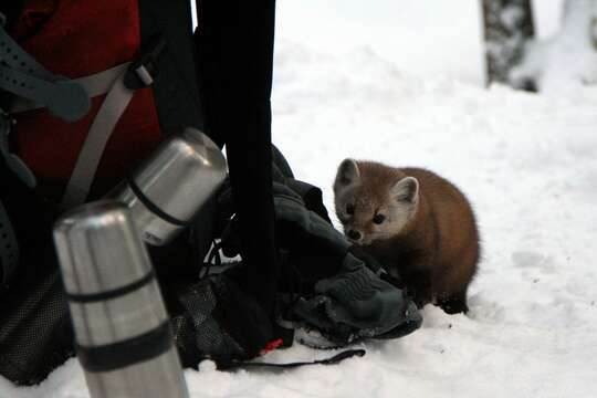 Image of American Marten