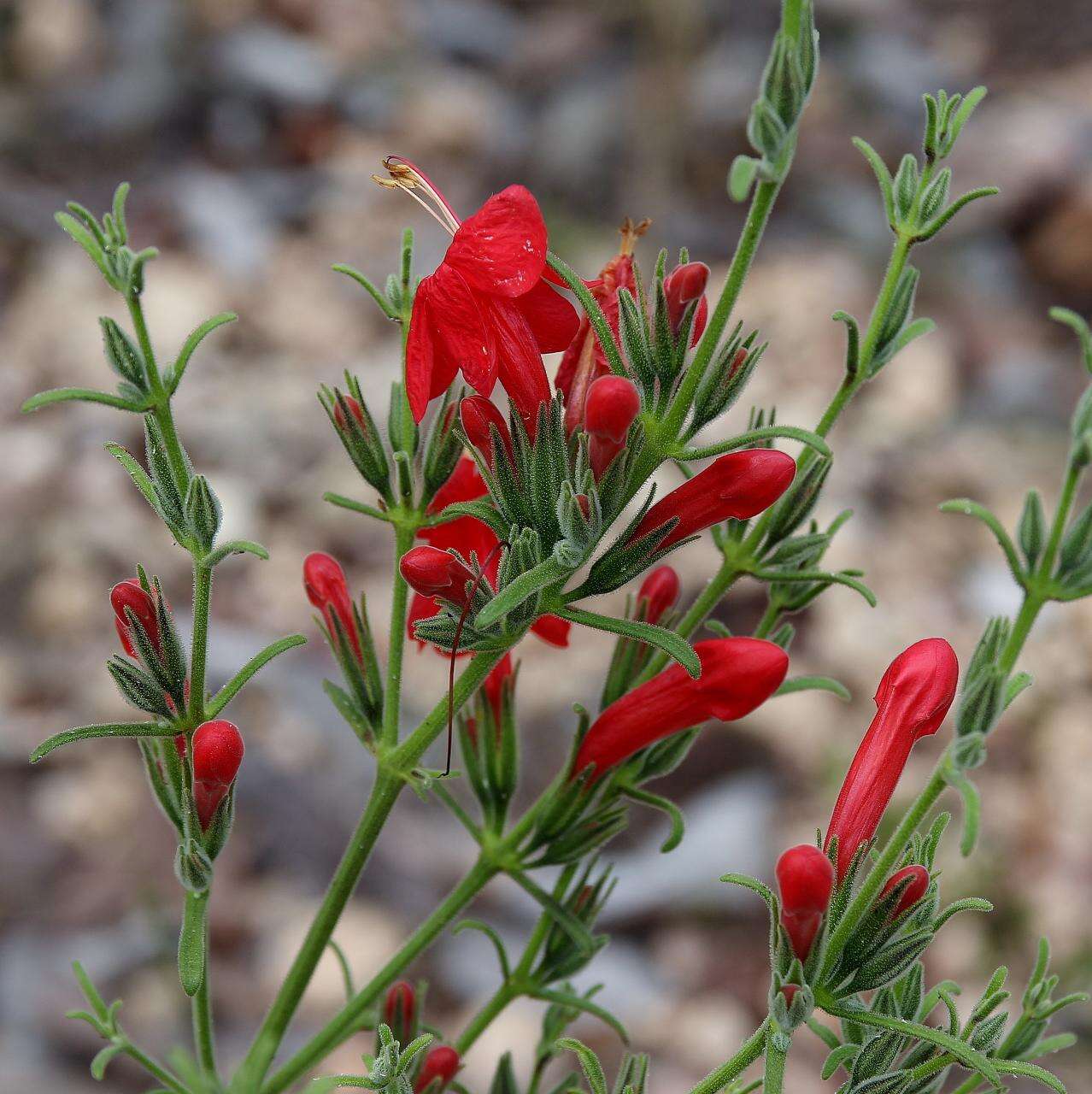 صورة Ruellia angustior (Nees) Lindau