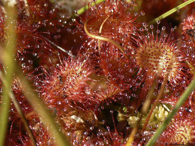 Image of Sundews