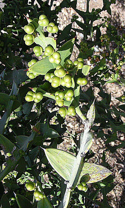 Image of Colletia