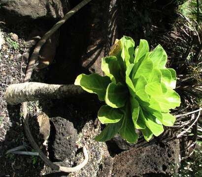 Image of cabbage on a stick