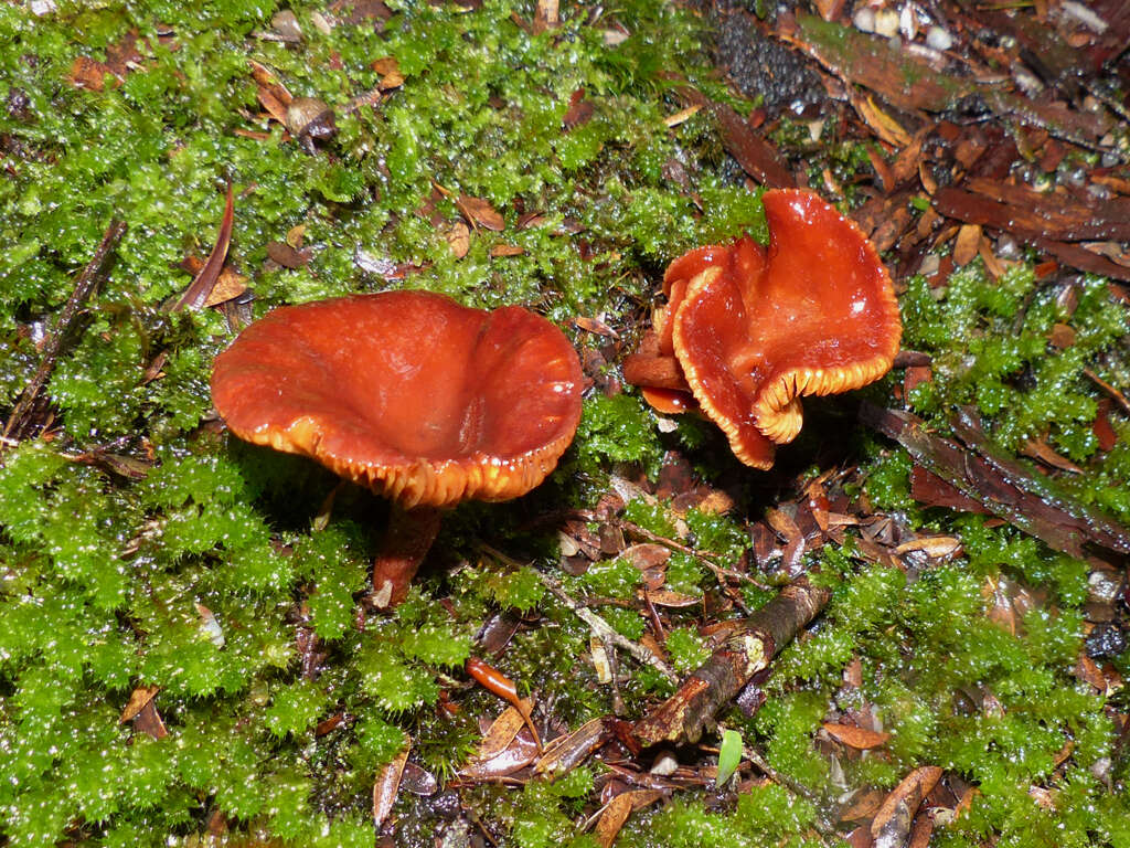 Image of Lactarius eucalypti O. K. Mill. & R. N. Hilton 1987