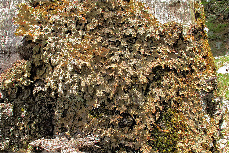 Image of lung lichen