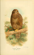 Image of Buteo Lacépède 1799