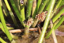 Image of Cyperaceae