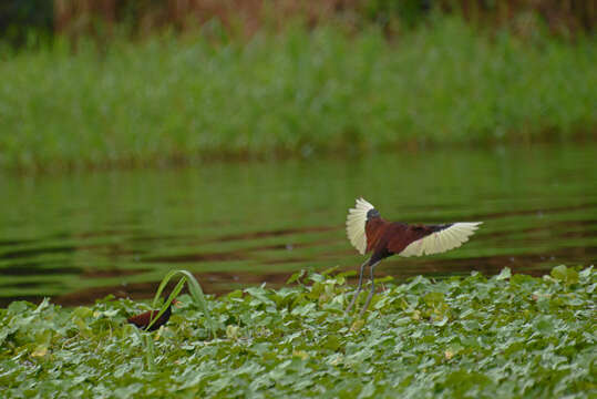 Image of Wattled Jacana