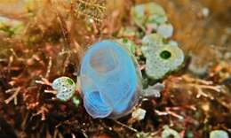 Image of blue ascidian