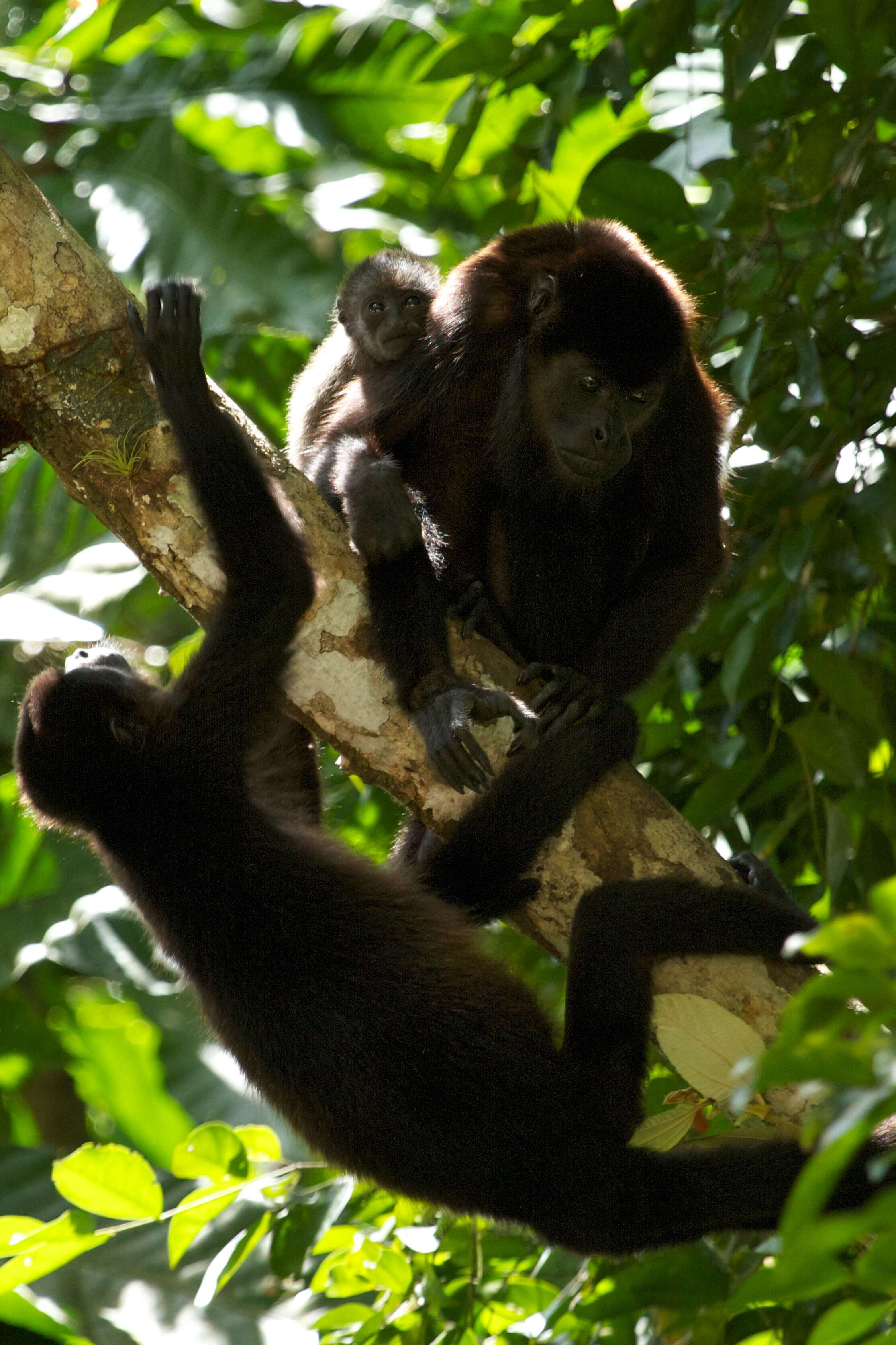 Image of Ecuadorian Mantled Howling Monkey