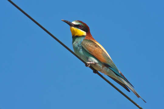 Image of bee-eater, european bee-eater